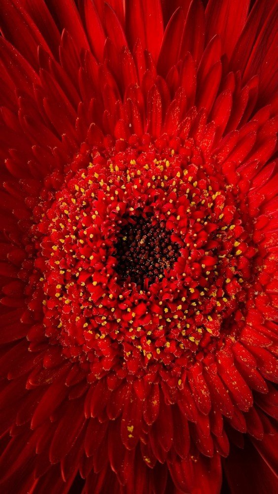 red flower