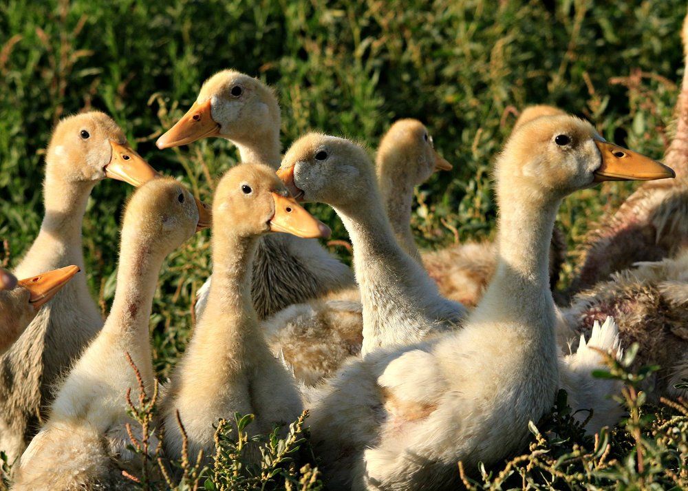 Гусята.