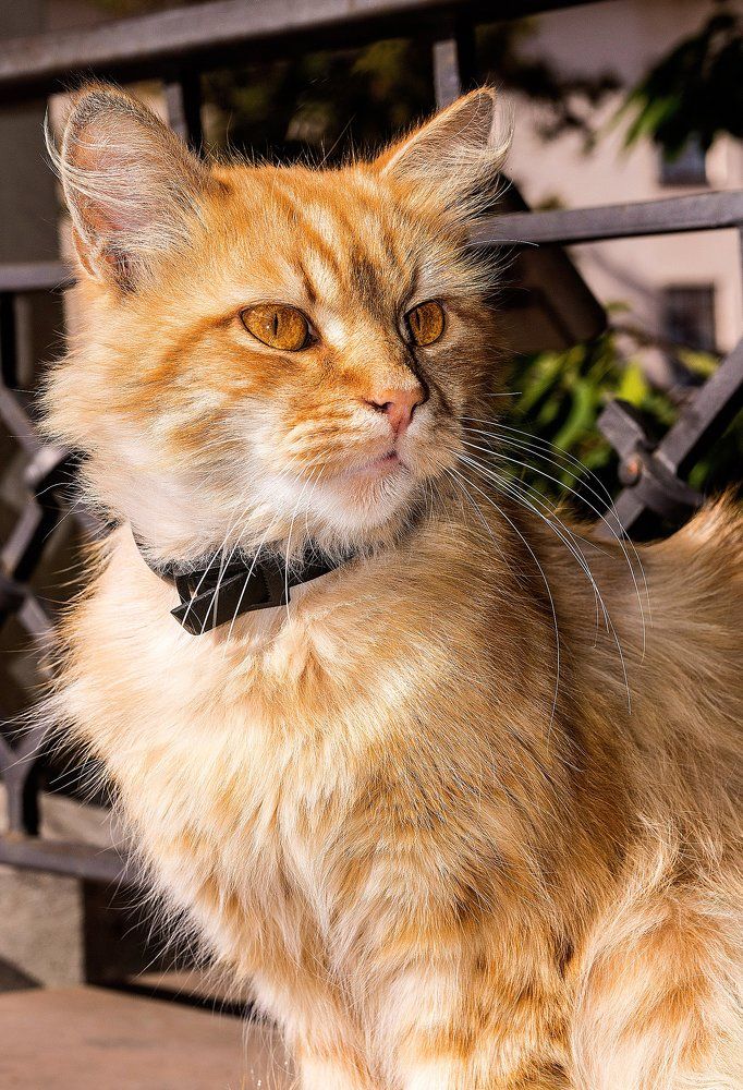 Талисман моста.