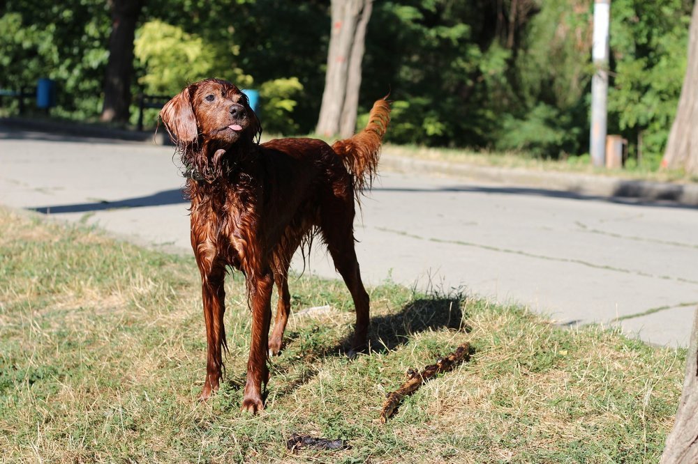 Фотография автора natalia parvan