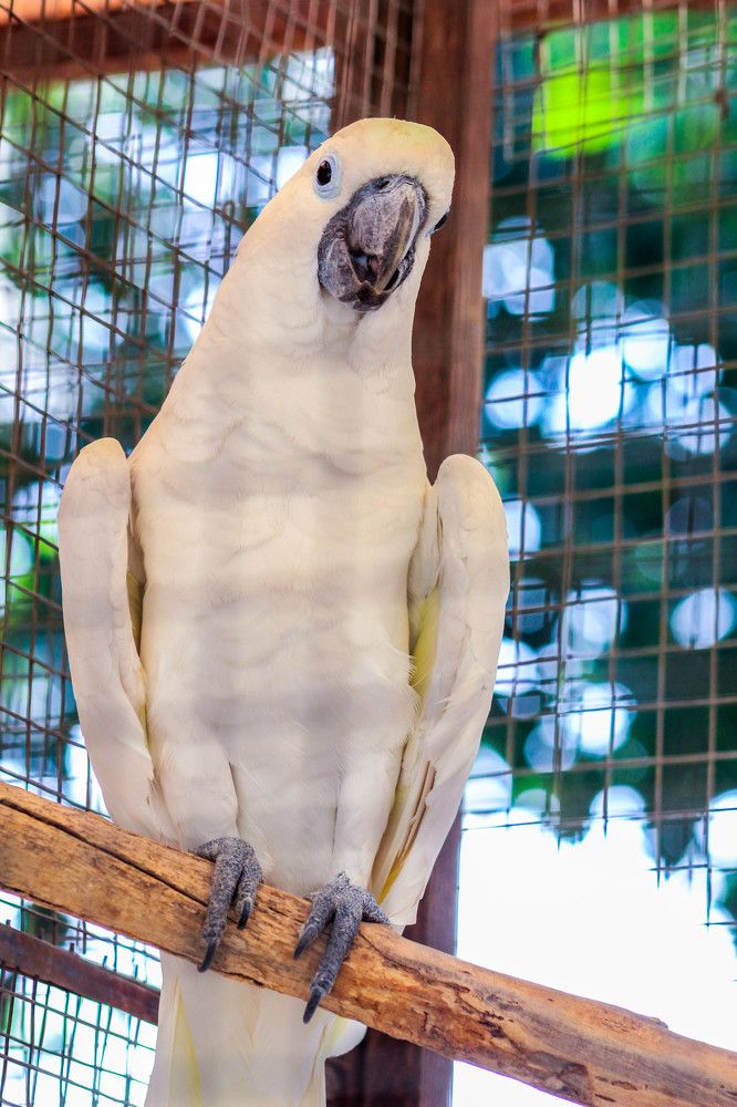 The sulphur-crested cockatoo
