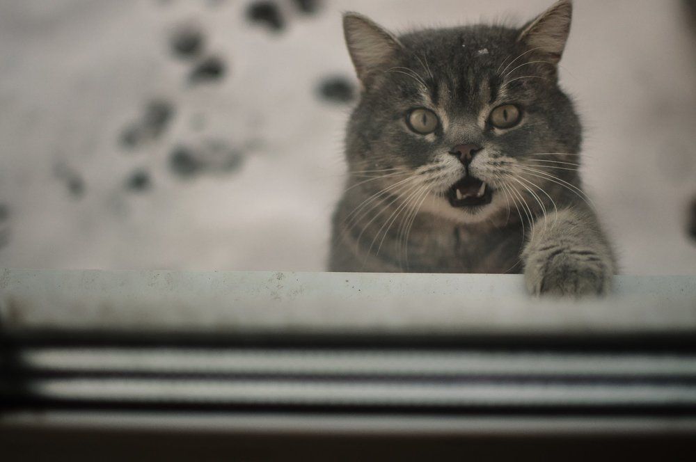 Пустите погреться