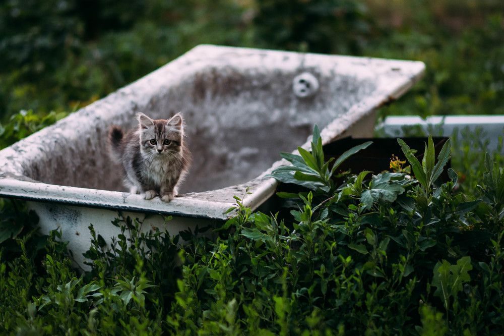 Маленькая путешественница