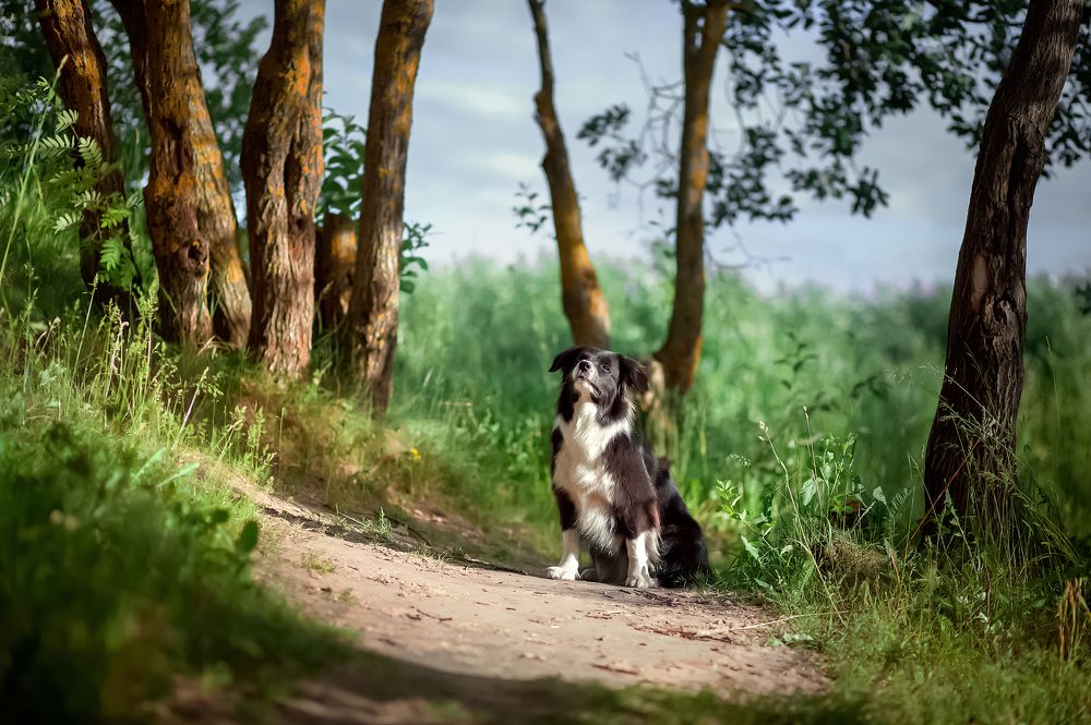 Моя красавица