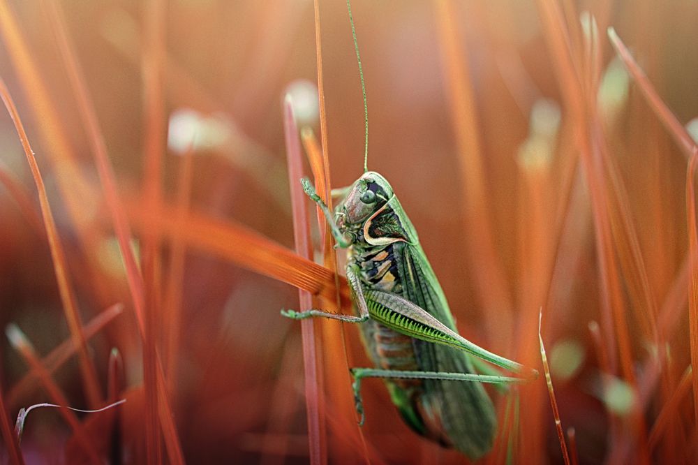 Абстракция