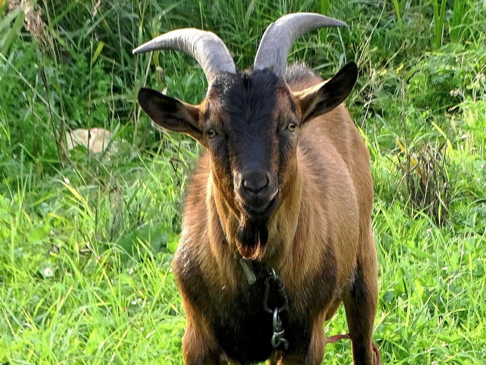 Солнечный козёл-мыслитель...(