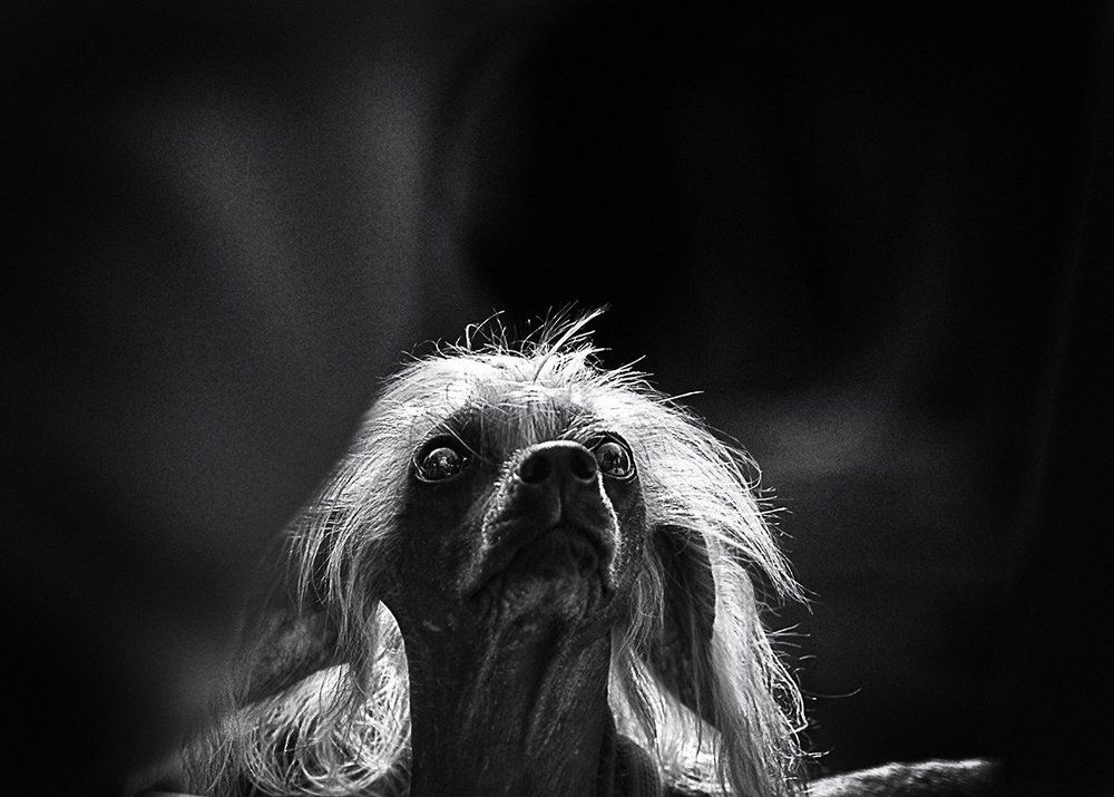 Незнакомка