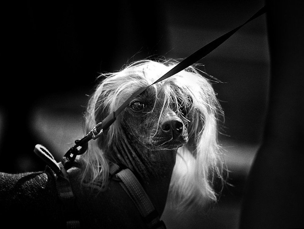 Незнакомка