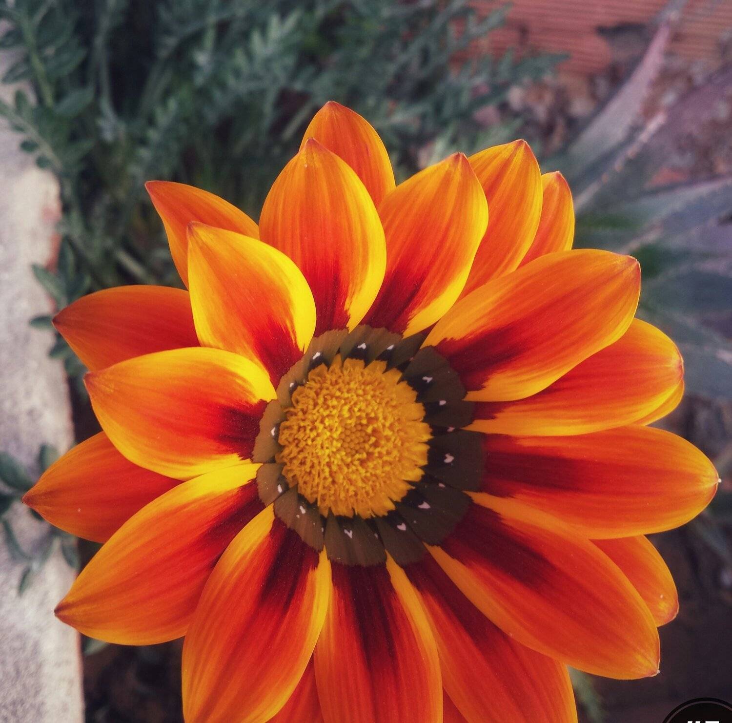 Why little flower faded