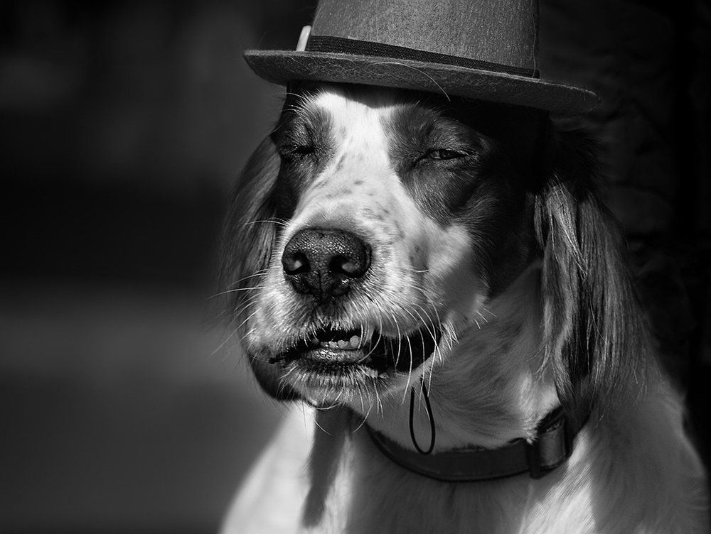 Собачье настроение