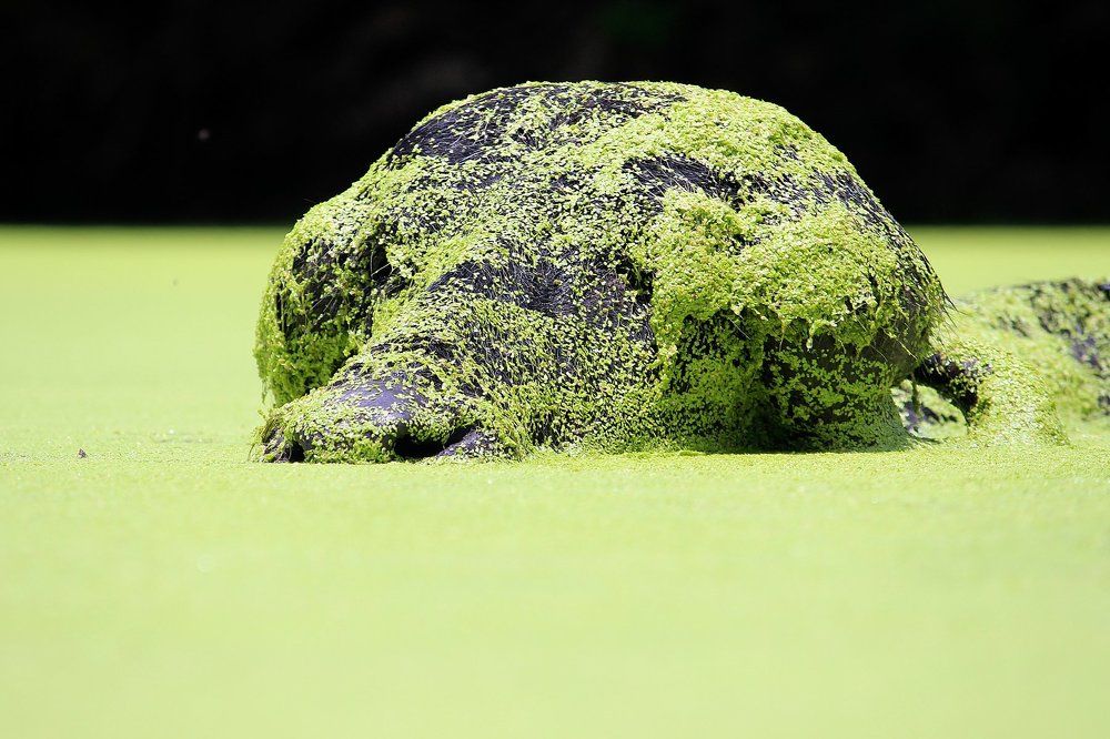 Pet Buffalo's special bath