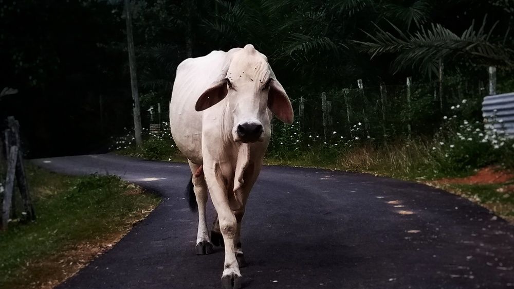 We Are Not The Only One Who Run The Street!