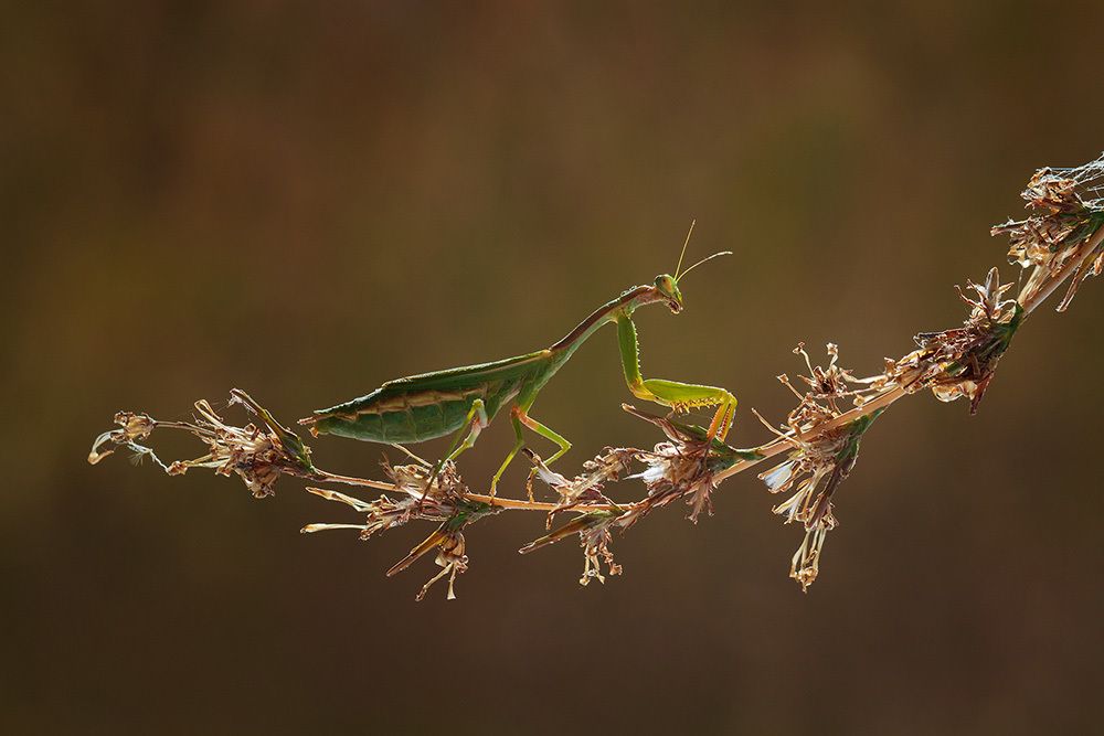 Photograph by Станка Петрова