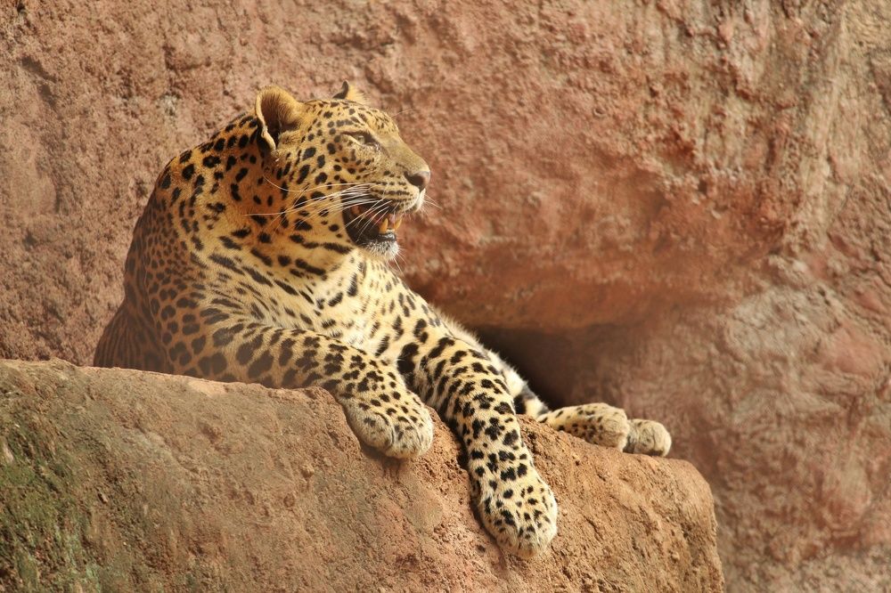 The leopard