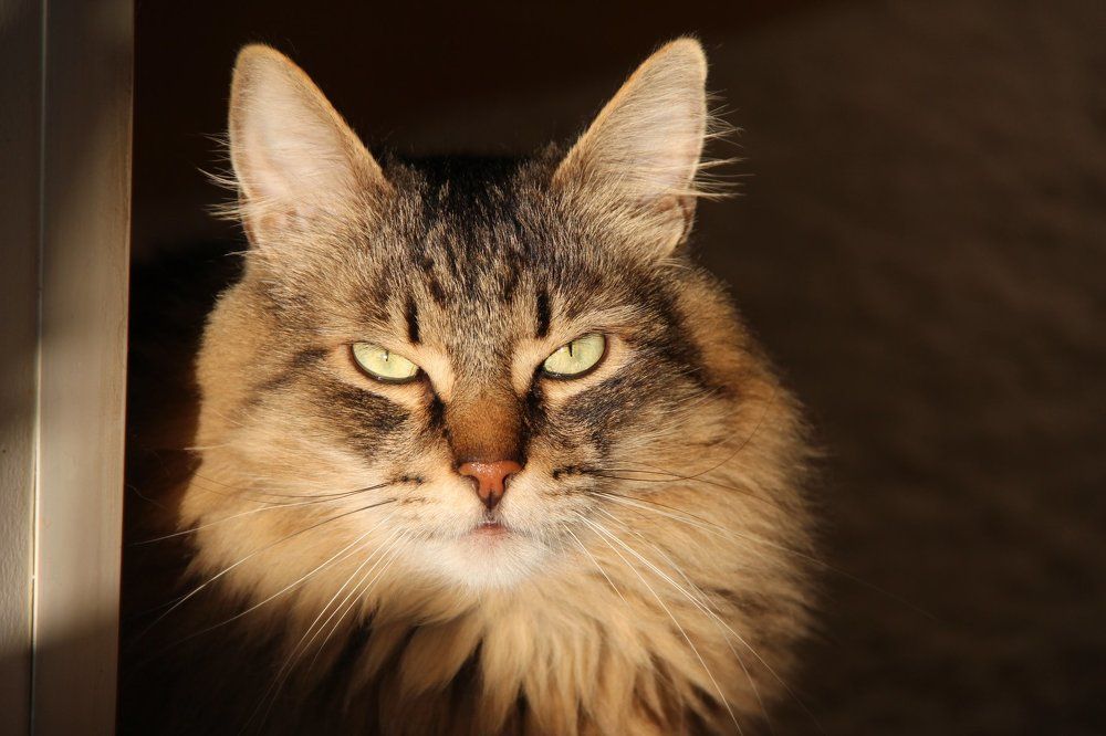 его величество