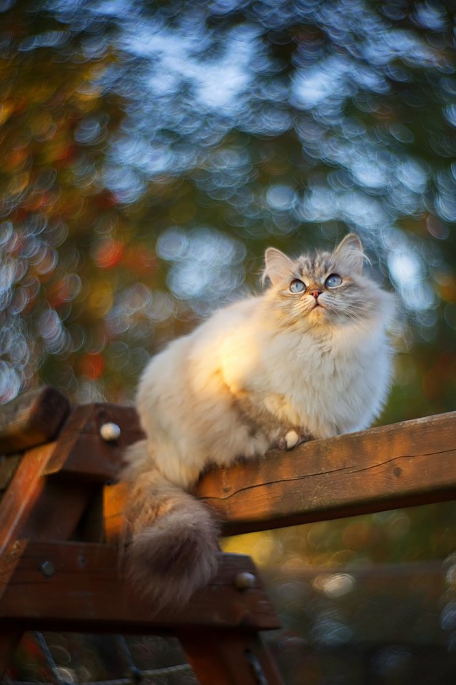 Сентябрьское боке