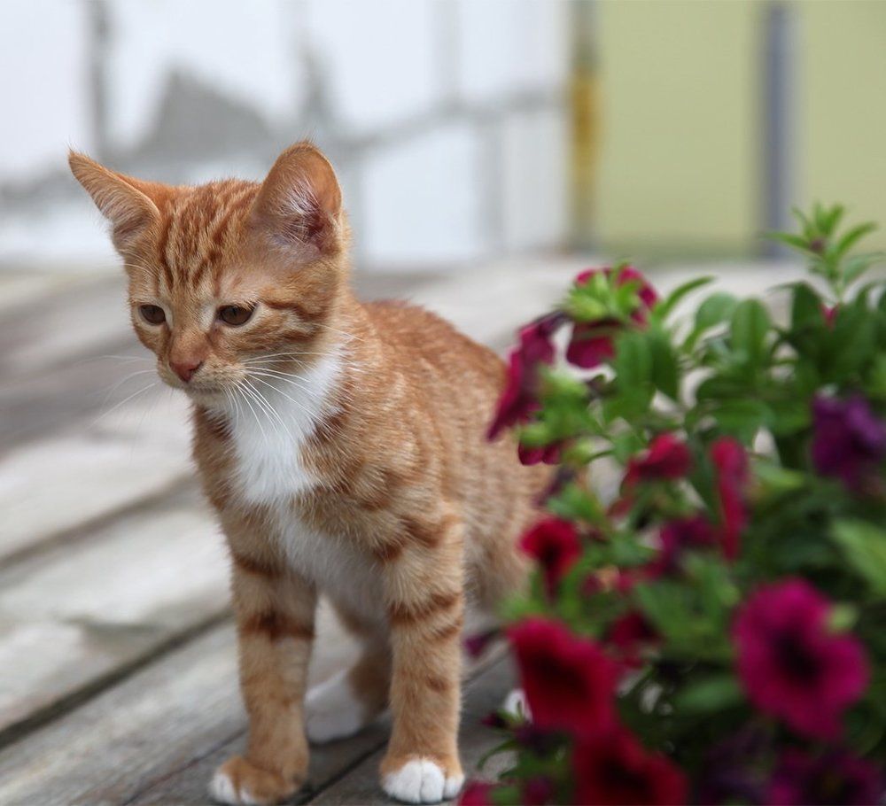 Первая прогулка