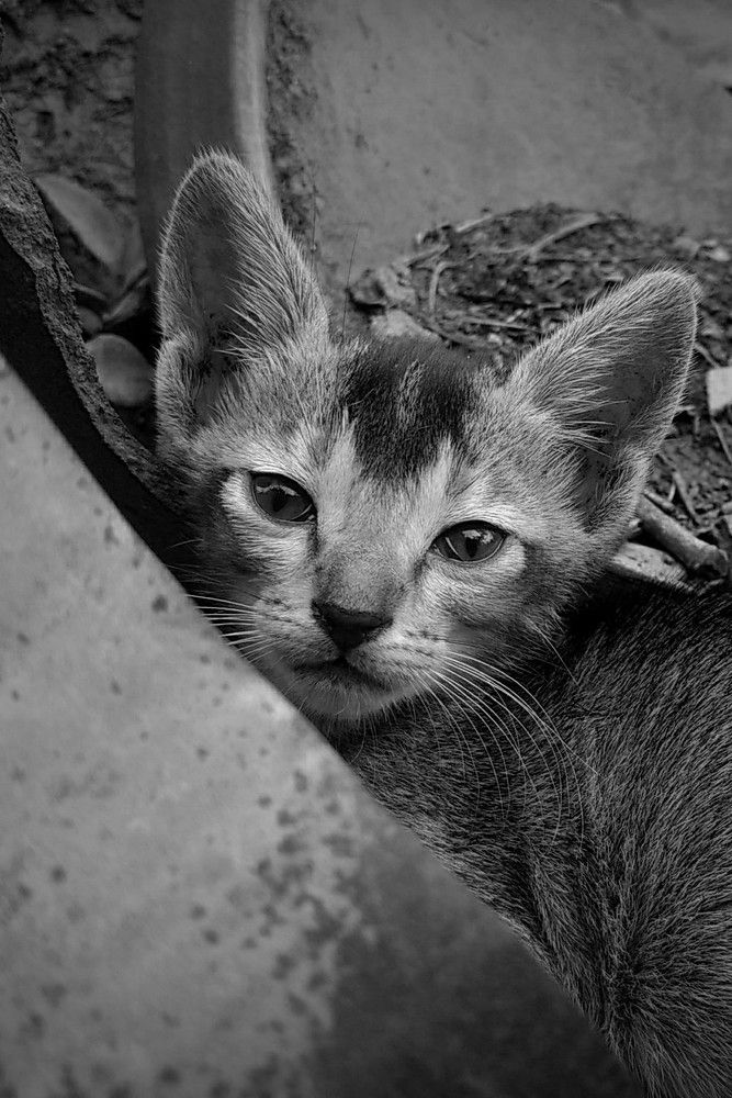 cute cat