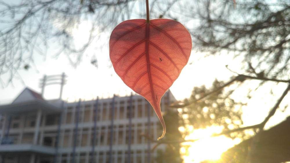 Buddha leaf