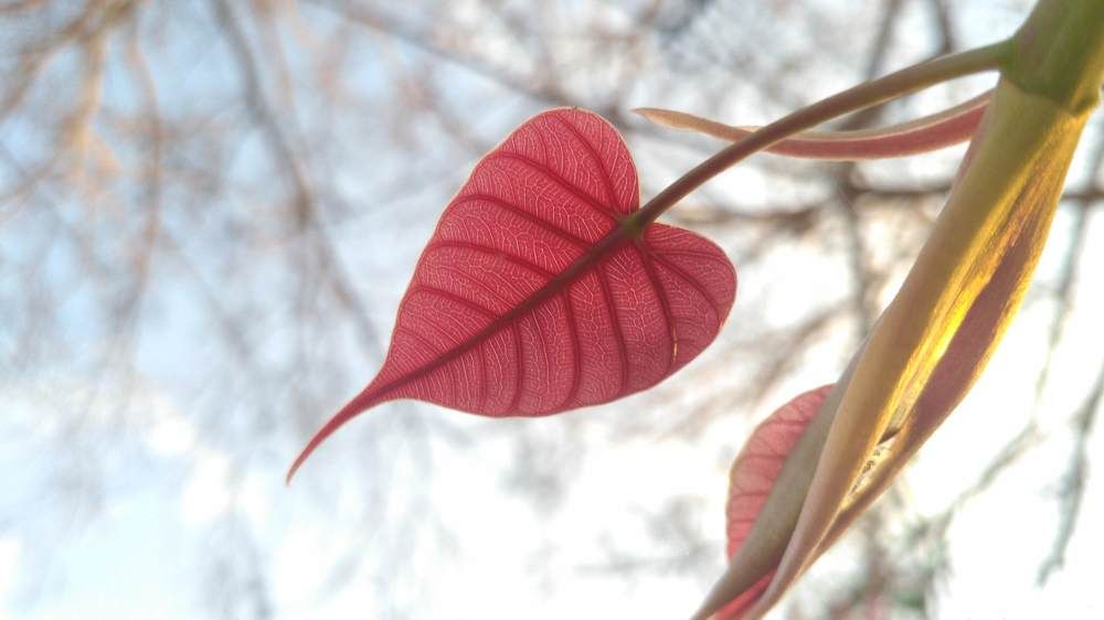 Buddha leaf