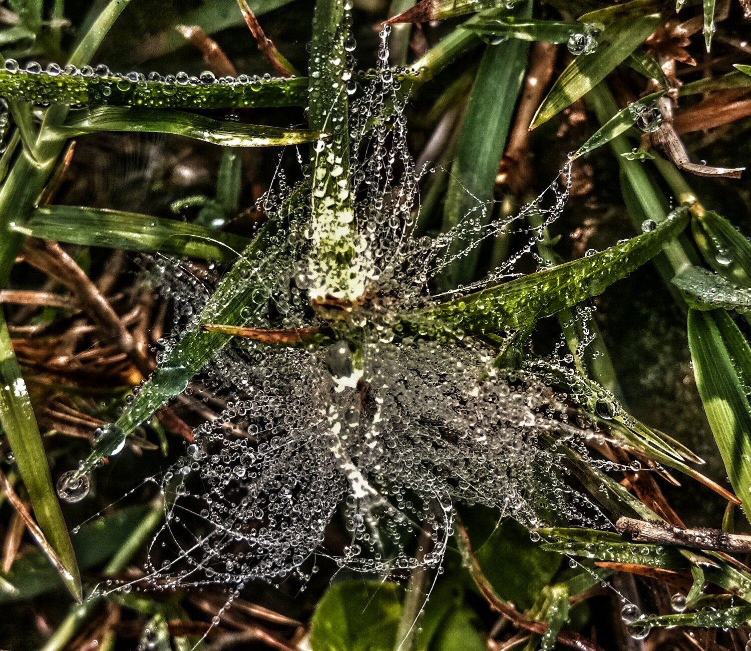 PEARLS ON FIELD