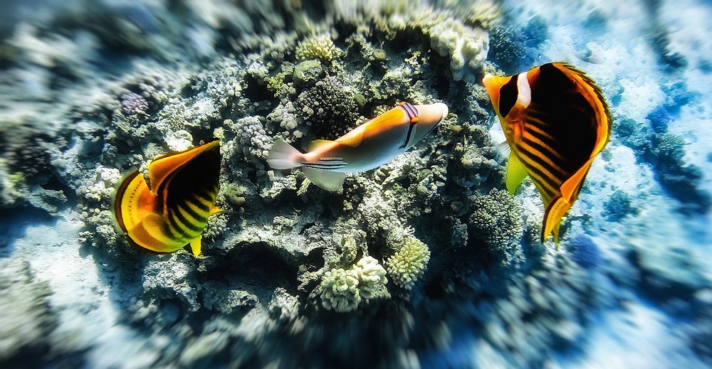 пестрый танец