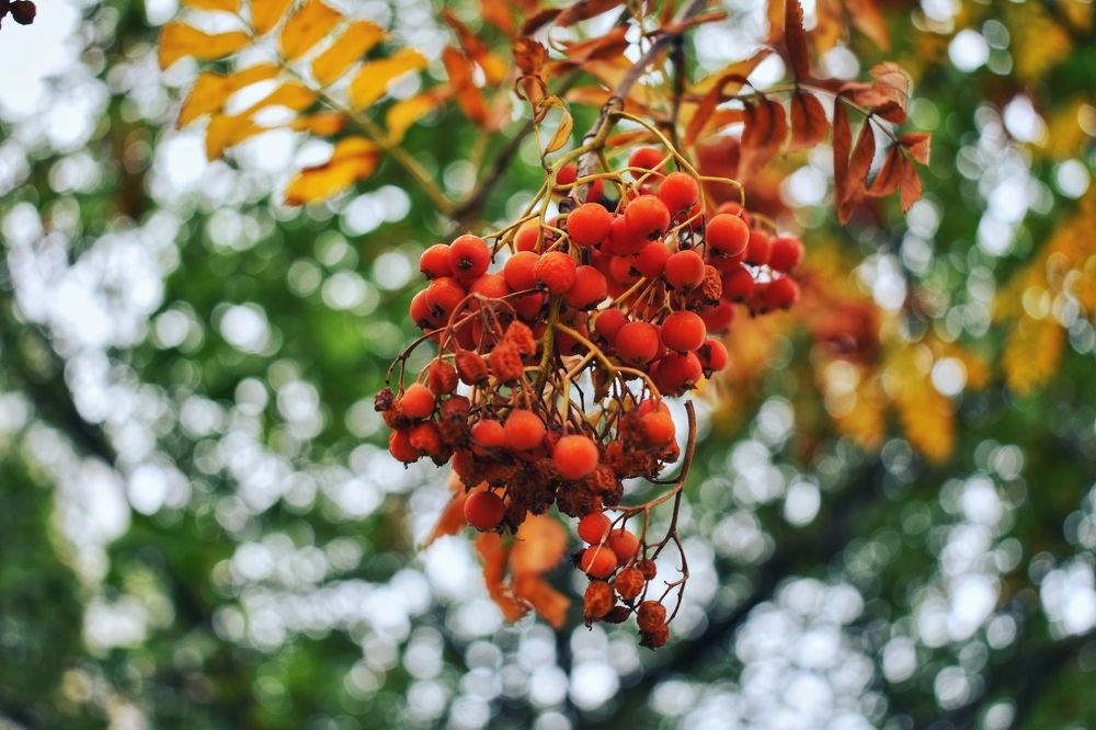 Photograph by Нина Писклова