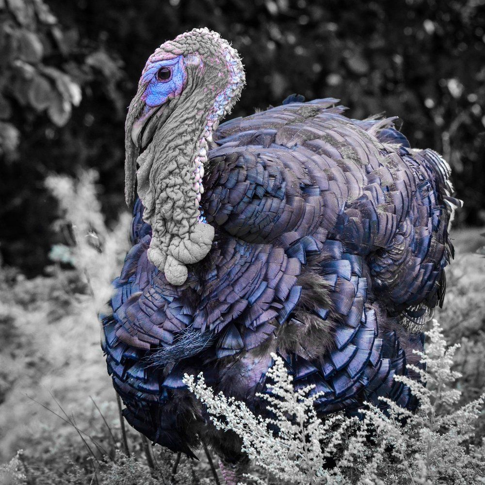 Синяя птица