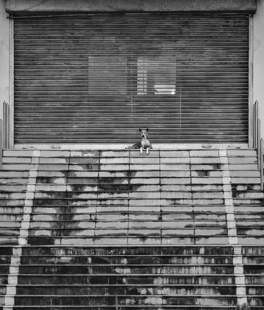 The Watchman