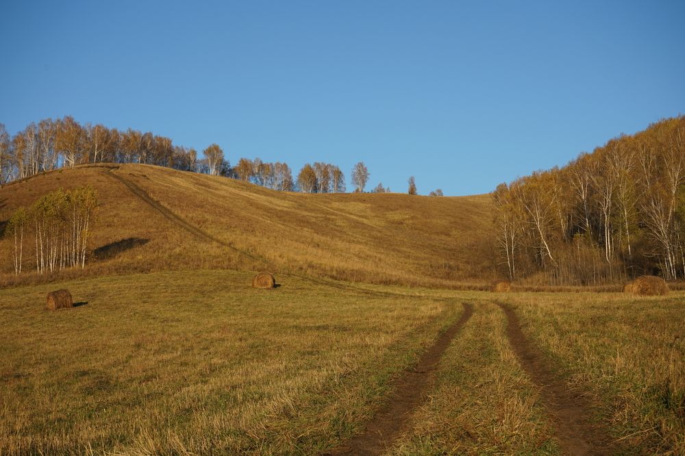Сенокос