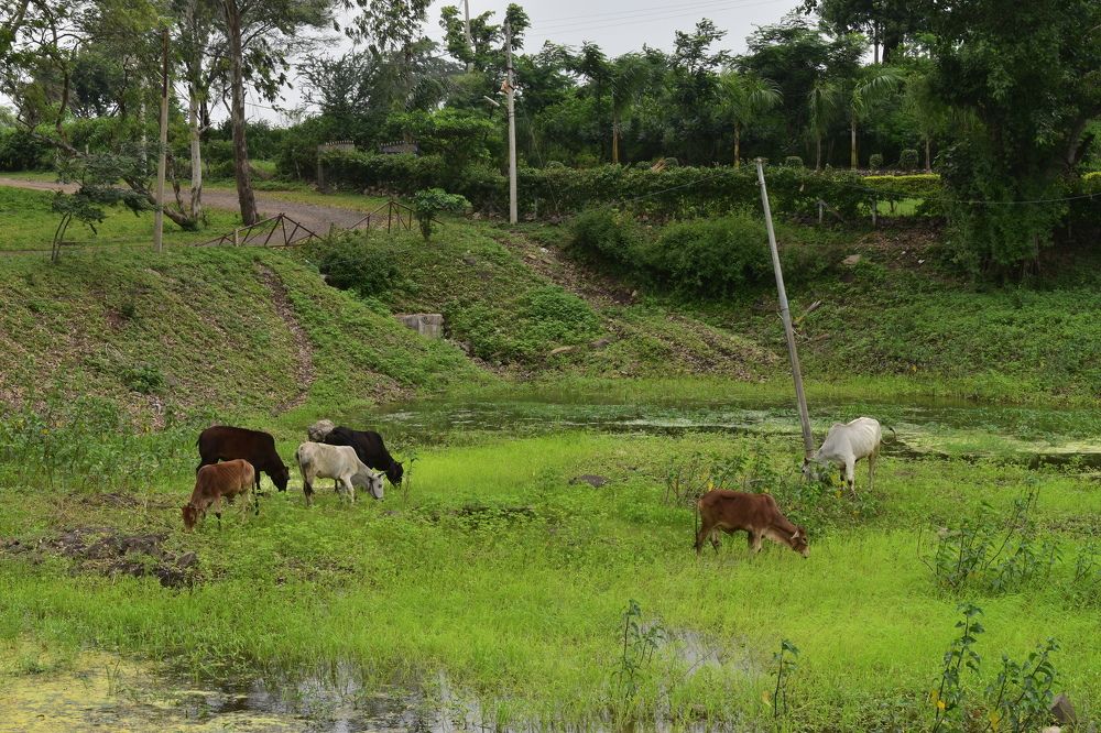 Cows grazing....