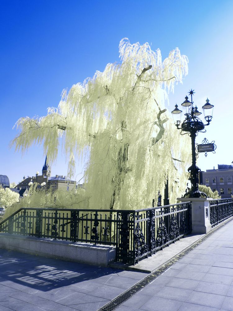 walking on the infrared