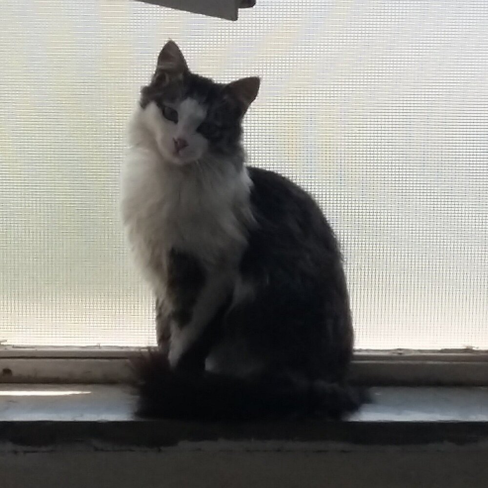 My beautiful cat