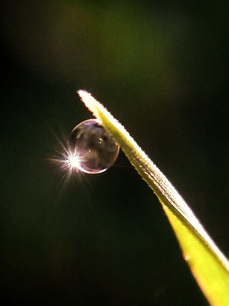 Sunburst (dew on grass)