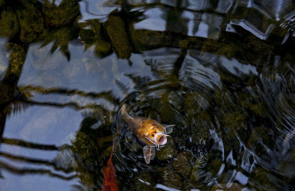 Рыбка в пруду.