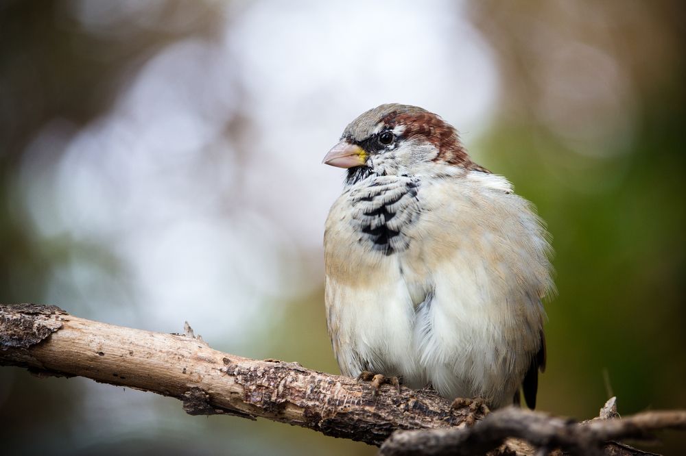 Photograph by Максим Пинчук