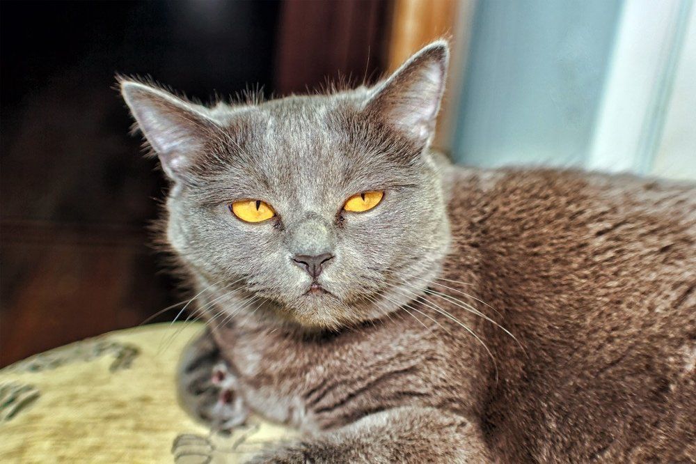 Взгляд кошки..