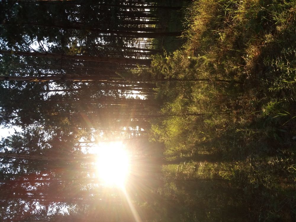 Проблеск солнца.