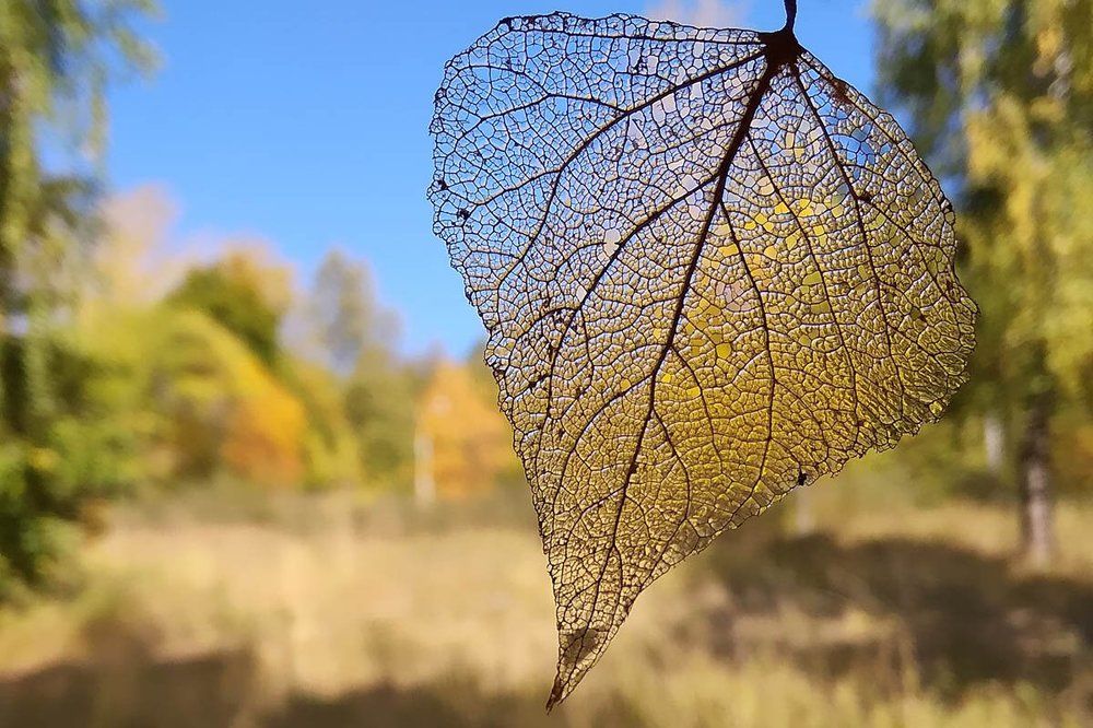 Природный витраж