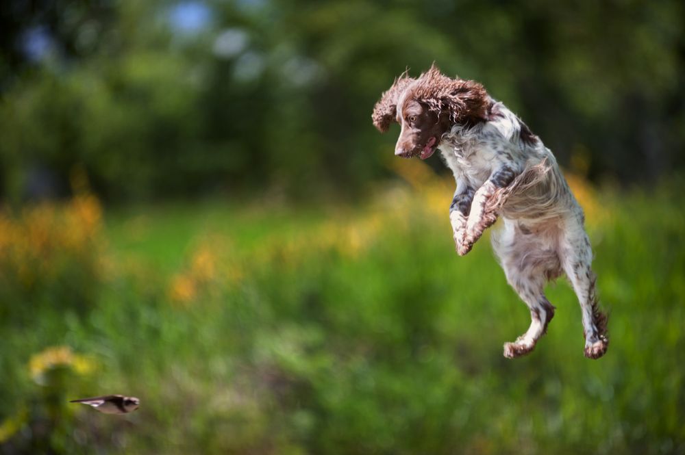 Стрижиная охота