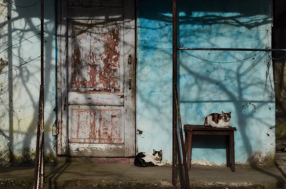 Батумские коты