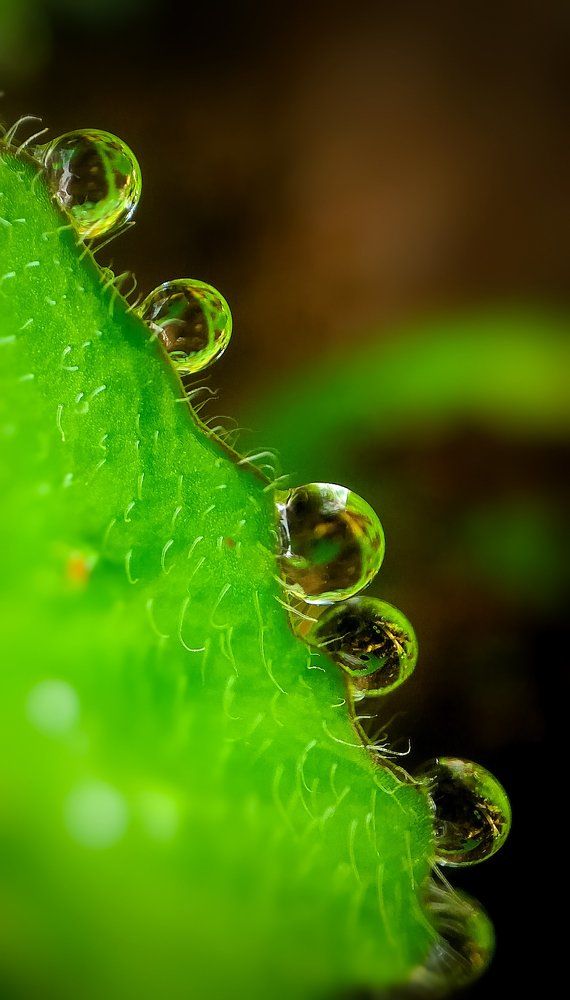Water drops