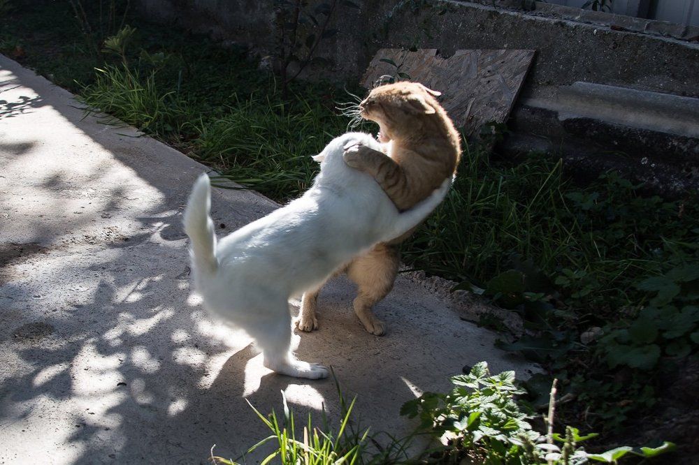 Битва тигра и белой пантеры