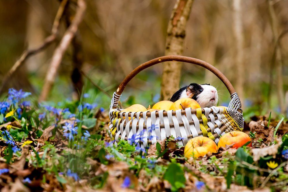 Весеннее настроение...