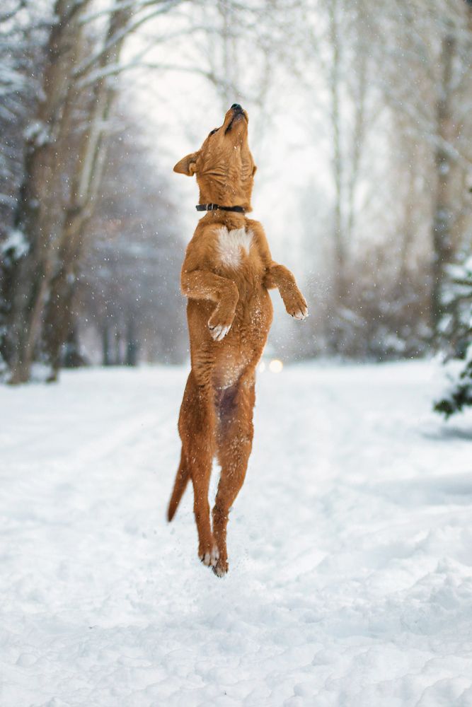 Полет нормальный