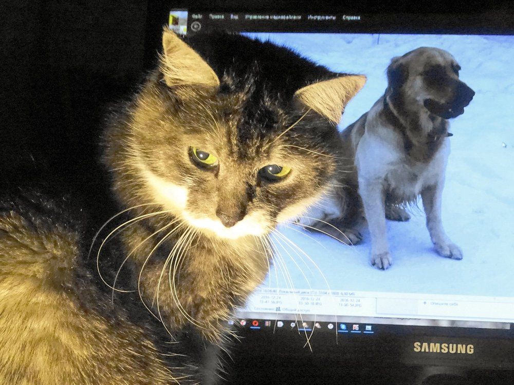 Думы у компьютера...