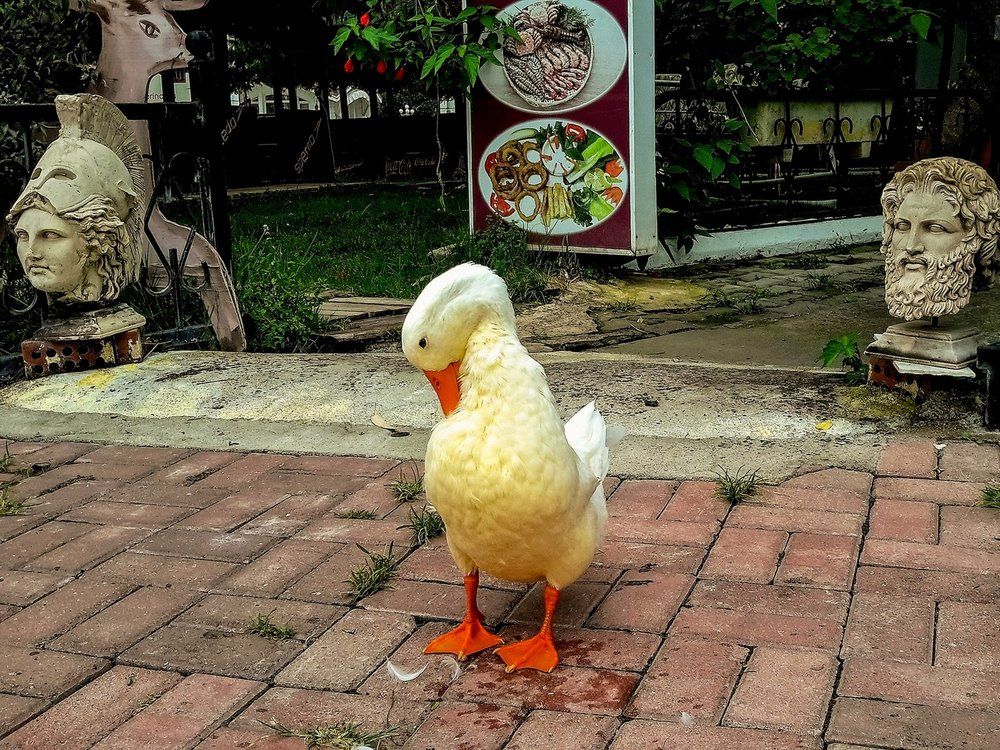 Скромная гусыня и мифические божества...