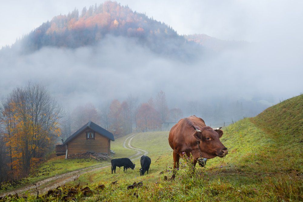 Правильно - коровы!