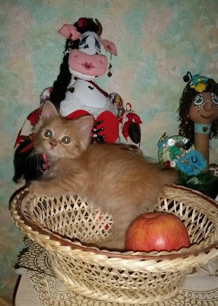 Конгруэнтность