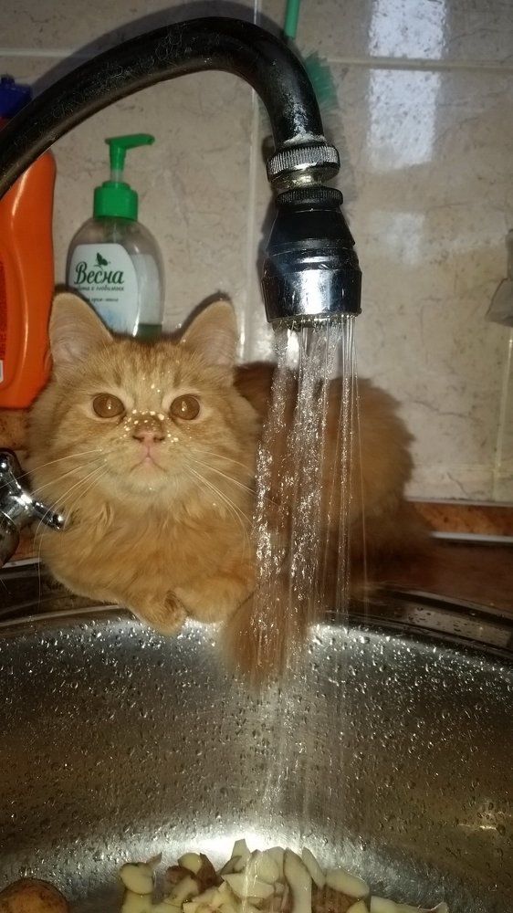 Монокурьёз